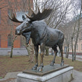 PREMIER Wildlife Bronze Sculpture with Standing Moose for Park Greenbelts, Gardens, Lawns and City Plazas PSB-192